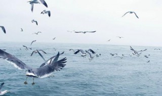 关于海欧的唯美句子 关于海欧的唯美句子简短