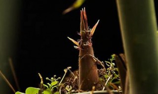 春笋怎么保存 春笋怎么保存一年