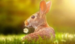 属兔人幸运色（属兔人幸运色是什么色2022）