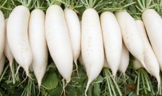 梦见萝卜是什么意思 做梦梦见萝卜是什么意思