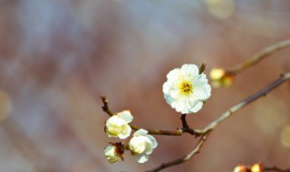 立春唯美祝福（立春唯美祝福图片）