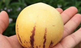 人参果熟了会变软吗(人参果软的熟透了还是硬的熟透了)