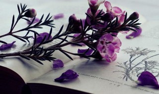 北国风光是什么意思(北国风光指的是什么)