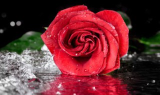 送客人玫瑰写的祝福语（送客人玫瑰写的祝福语怎么写）