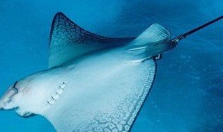 鳐鱼的嘴巴长在哪里 鳐鱼的嘴巴长在哪里眼睛长在哪里