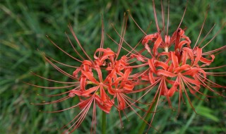 开年红是什么意思 新年红还是开年红