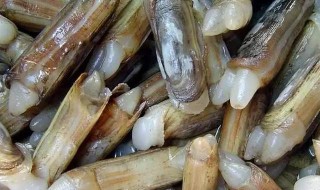 蛏子冷冻后还能吃吗（蛏子冰箱冻了还能吃吗?）