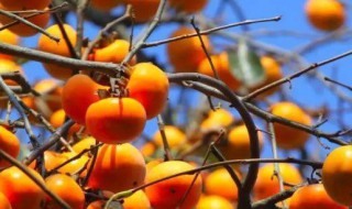 水柿子的功效与作用及食用方法（水柿子的功效与作用及食用方法禁忌）