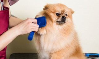 两个月灰泰迪喂养方法 灰泰迪喂养注意事项