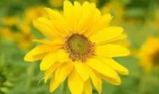 表达梦想和理想的文案 表达梦想和理想的文案简短