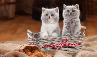 如何做猫饭（如何做猫饭让猫喜欢吃）