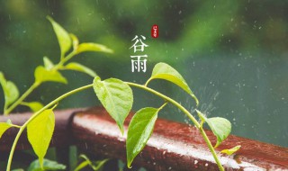 谷雨有什么习俗活动（谷雨有什么风俗活动）