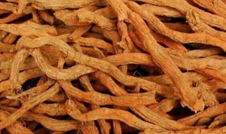 冬季怎么保存丹参 冬季怎么保存丹参最好