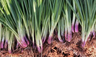 红葱怎样保存 红葱怎样保存才不干