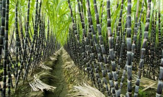 甘蔗冬季怎样保存（甘蔗冬季怎样保存最好）