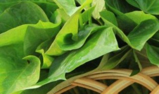 红薯叶冬季怎么保存（红薯叶冬季怎么保存最好）