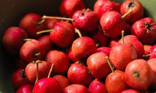 冬季山楂保存方法（冬季山楂保存方法窍门）