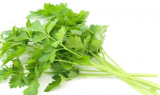 冬季保存香菜的办法（冬季保存香菜的办法有哪些）