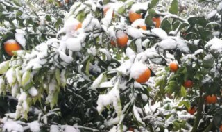 冬季怎样保存柑橘（冬季怎样保存柑橘最好）