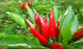 冬季辣椒如何用水保存（冬季辣椒如何用水保存好）