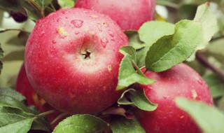 冬季保存苹果得多少度 冬季储存苹果应在多少温度下