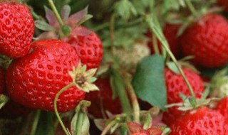 草莓苗冬季怎么保存 草莓苗保鲜及储存方法