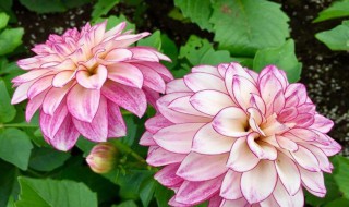 大丽花冬季保存方法（大丽花冬季保存方法视频）