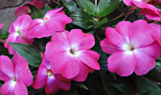 风仙子养殖方法和注意事项 风仙子怎么栽培