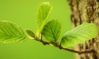 为什么动物会停止生长但植物不会(为什么动物会停止生长但植物不会生病)