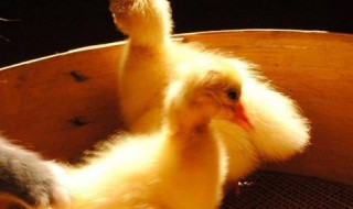 网络抓鸭子什么意思 网络抓鸭子是什么意思