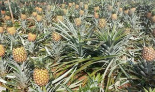 岭南四大名果（岭南四大名果手抄报）