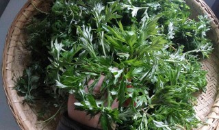 蒿草是什么草 蒿草是属于什么草