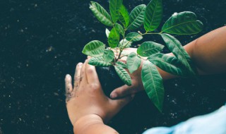 家里假山适合种什么 家里假山适合种植的东西