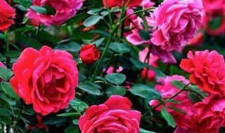 月季接穗春季储存方法 月季接穗春季储存方法是什么