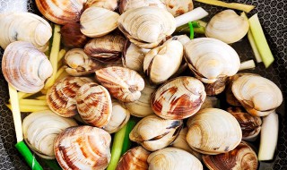 美贝怎么吃 美贝怎样做好吃