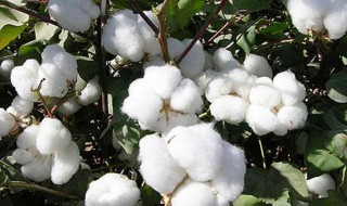 我国三大棉花产地在哪里 我国三大棉花产地介绍
