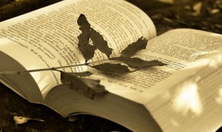 苔藓的意思 苔藓的解释