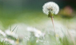 蒲公英象征的人生意义 关于蒲公英象征的人生意义