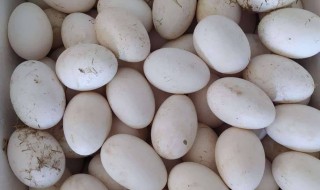 鹅蛋一个多重 鹅蛋一个有多重