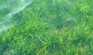 哪种水草产生氧气多 什么水草产生氧气多