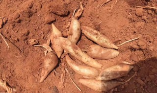 雪莲果成熟和储存的方法 雪莲果成熟和储存的方法有哪些