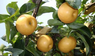大量梨储存的正确方法 大量梨储存的正确方法简单介绍