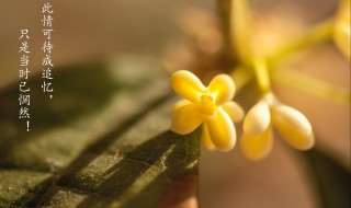 只是当时已惘然已的意思 只是当时已惘然原文