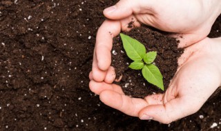 泥组词和拼音 泥组词有哪些