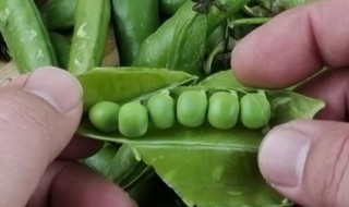 碗豆的最好储存方法 怎样储存碗豆