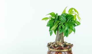 发财树叶尖发黄是怎么了 发财树叶尖发黄为什么