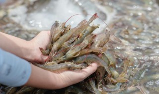 虾皮怎么储存方法 虾皮储存方法