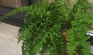 波士顿蕨怎么养 波士顿蕨的养殖方法