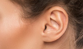 ear耳朵英语怎么读 ear耳朵英语的读音