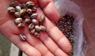 洋辣子怎么做好吃 洋辣子的做法